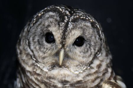 Portrait of a cute barred owl.の写真素材