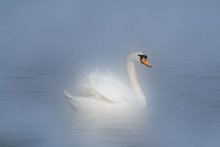 Mute swan processed for a , dreamy look. Good for greeting cards, wedding invitations,etc.の写真素材