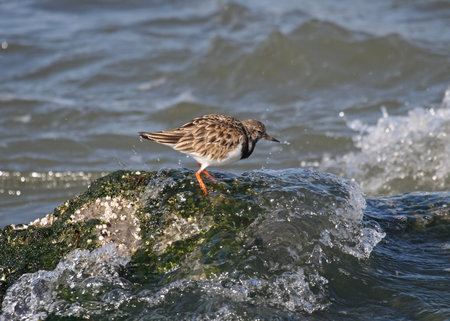 Piping plover on a rocky shoreline.の写真素材