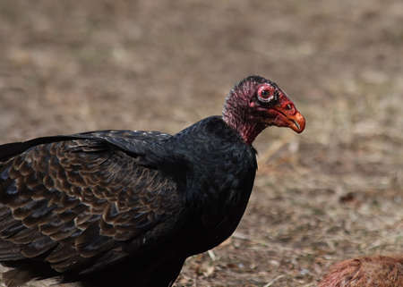 Close up of a turkey vulture taking a break from eating a roadkill deer.の写真素材