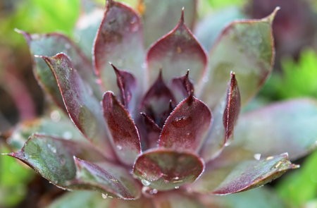 Sempervivum macro after a morning rain.の写真素材
