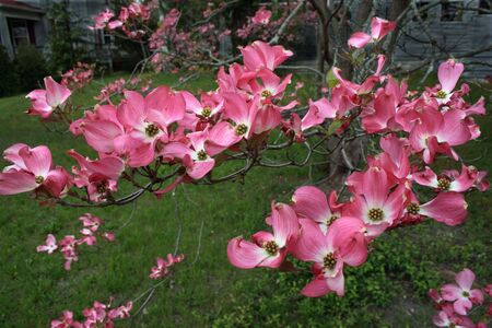 Flowering pink dogwood blossoms against a green lawn.の写真素材