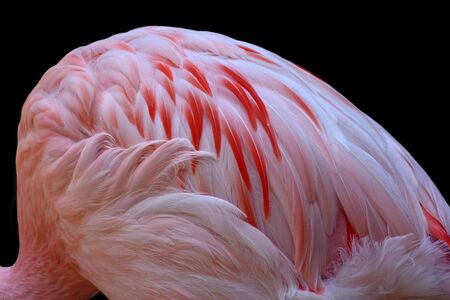 Beautiful pink flamingom feathers showing soft textures.の写真素材