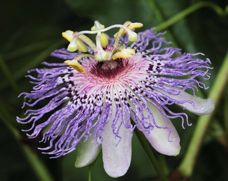 Exotic and unusual passionflowerの写真素材