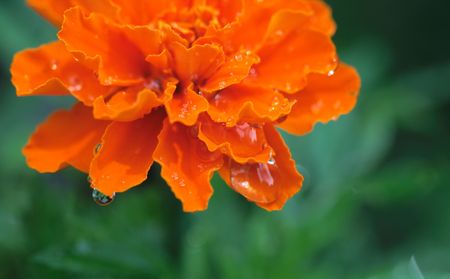Marigold petals after a rain shower.の写真素材