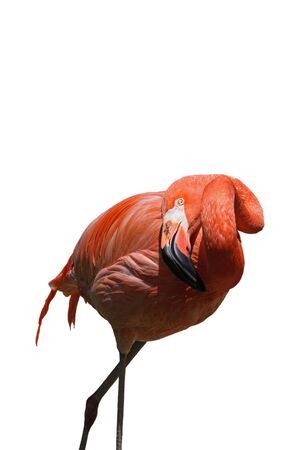 Colorful flamingo isolated over white with copy space.の写真素材