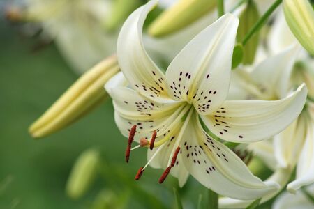 White tiger lily の写真素材