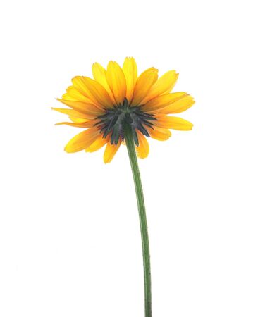 Yellow daisy viewed from beneath, isolated over white.の写真素材