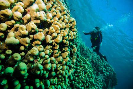 scuba diving diver woman sea underwater coral indonesia bali girlの写真素材
