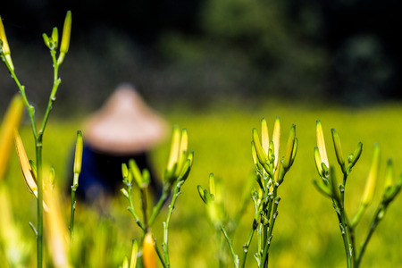 Farmer picking daylily flowers in Mountain, Taiwanの写真素材