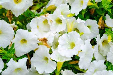 Of the beautiful colorful flowers in the foregroundの写真素材