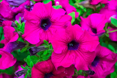Of the beautiful colorful flowers in the foreground