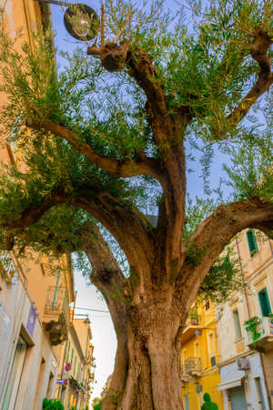 Upward view of an imposing treeの写真素材