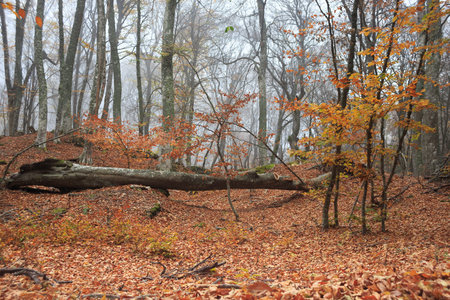 Autumn forest with fog among trees and a lot of fallen leaves