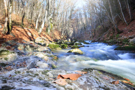 Beautiful rapid river with mossy stones flowing through autumn forestの写真素材