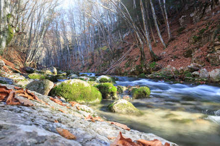 Beautiful rapid river with mossy stones flowing through autumn forestの写真素材