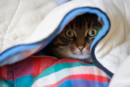 Tabby cat lying under the coloured quilt with eyes wide open