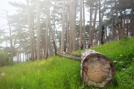 Trunk of a fallen tree in beautiful mysterious pine foggy forest under dull sky with green grass and...