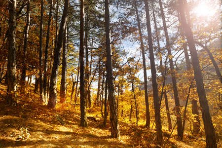 Beautiful scenic autumnal forest with yellow trees and a lot of golden fallen leaves on the ground under bright sunlight.の写真素材