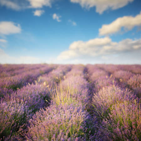 Beautiful purple lavender flowers blooming on field under summer sun under blue cloudy sky.の写真素材
