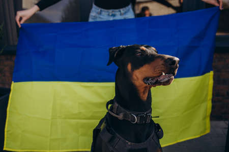 Portrait of the brown doberman breed dog covers Ukrainian blue and yellow flags need support. social advertising. Pets refugees help conceptの写真素材