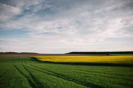 green rural field under a sparkle sun, countryside rural agricultural backgroundの写真素材
