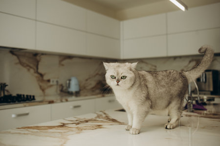 White cat on the table of a modern kitchen.の写真素材