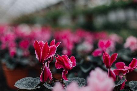 cropped view of woman choosing pink flowers in garden centerの写真素材