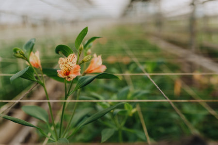 Seedlings of flowers, trees with small seeds, planted a panel or in a greenhouseの写真素材