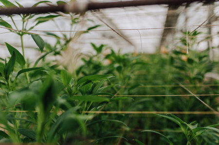 Seedlings of flowers, trees with small seeds, planted a panel or in a greenhouseの写真素材