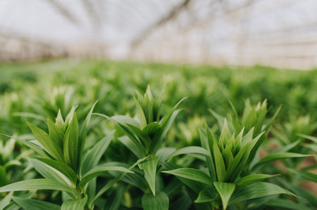 Seedlings of flowers, trees with small seeds, planted a panel or in a greenhouseの写真素材