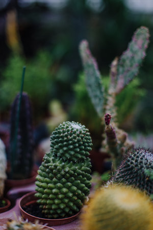 Garden center and wholesale supplier concept. Many different cacti in flower pots in flowers store on the shelves of trolley. Lot of potted small cactus and succulent plants sale.の写真素材
