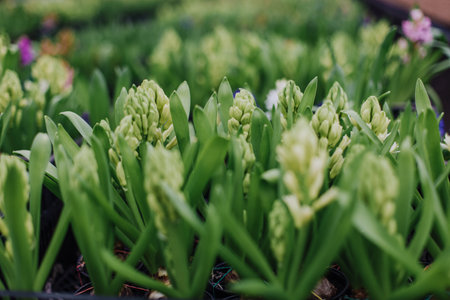 Garden center with rows of flowers in potsの写真素材