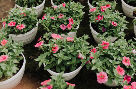 Beautiful pink hydrangea flowers close-up in a ceramic jug on a light background.の写真素材