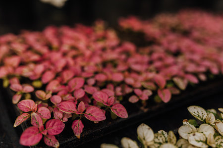 garden center with copy spaceの写真素材