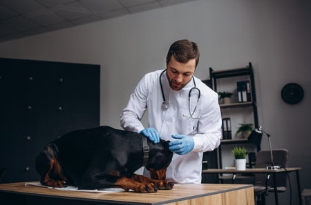 Young man veterinarian examining dog on table in veterinary clinic. Medicine, pet, animals, health care and people concept. veterinary care. doberman breedの写真素材