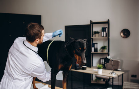 Cropped portrait of mature veterinarian examining ears and hearing of white dog at vet clinic, copy spaceの写真素材