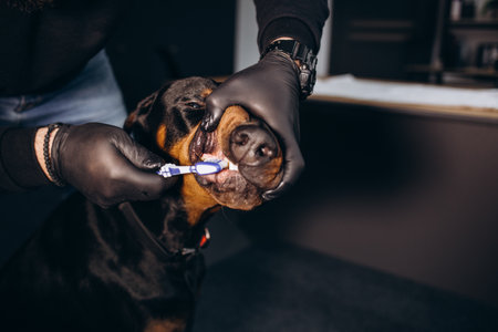 A vet in a medical gloves is brushing dog's teeth. Toothbrush dressed on a finger. We can see white dog teeth.の写真素材