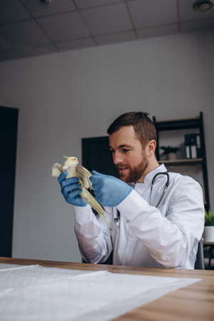 Veterinarian doctor is making a check up of a parrot. Veterinaryの写真素材