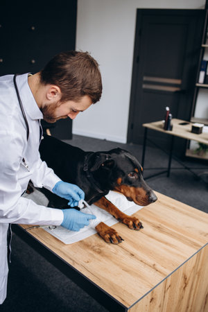 Medical treatment of pet concept: bandaging a dog's paw. Hands applying bandage on a wounded body part of a dogの写真素材