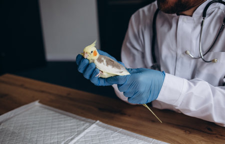 Veterinarian doctor is making a check up of a parrot. Veterinaryの写真素材