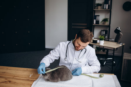 Veterinarian doctor is making a check up of a cute beautiful cat.の写真素材