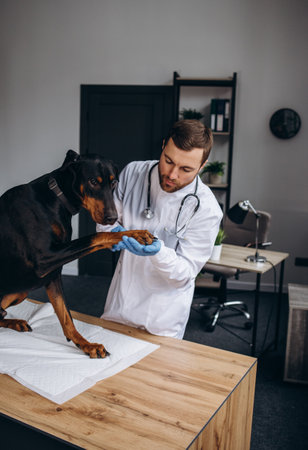 Veterinarian looks at the dog's skin and fur to check health and hygiene while patient lying and relax on table in vet clinic. looking at camera.の写真素材