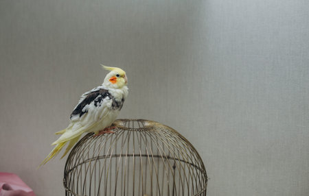 Beautiful Green Alexandrine Parrot OR Indian ring neck parrot, sitting on a cage looking outside the...