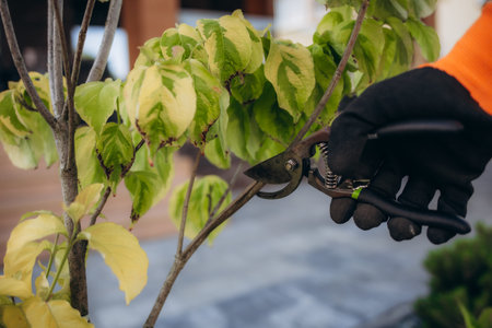 Final garden work of autumn. Farmer hand prunes and cuts branches of a tree in the garden with pruning shears or secateurs in autumn. Man pruning tree with clippers. autumn cut tree close upの写真素材