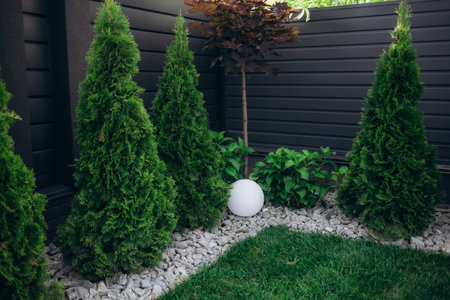 thuja smaragd in landscape design, selective focus.の写真素材