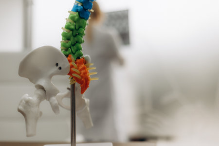 Doctor with human Spine anatomy model. Spinal Cord Disorder and disease, Back pain, Lumbar, Sacral pelvis, Cervical neck, Thoracic, Coccyx, Orthopedist, chiropractic, Office Syndrome and healthの写真素材