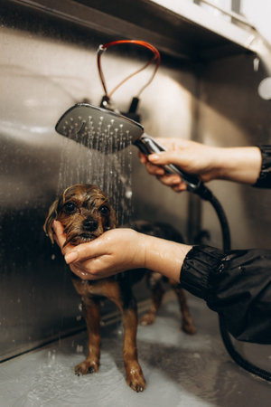 A small funny purebred dog in a professional pet care salon. Groomer bathes a cute dog. Animal at...