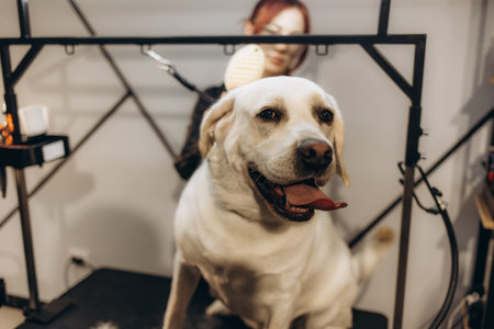Dog in the grooming salon. Pet care.