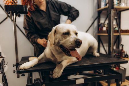 Dog in the grooming salon. Pet care.の写真素材